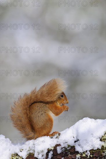 Eurasian red eurasian red squirrel