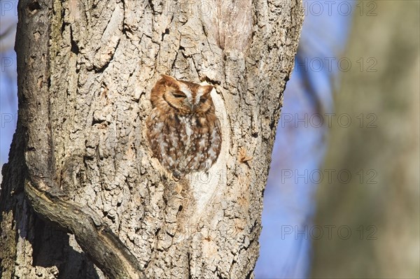 Eastern Screech-owl