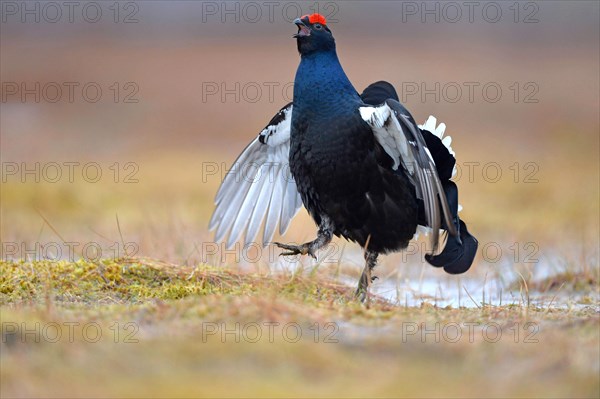 Black grouse