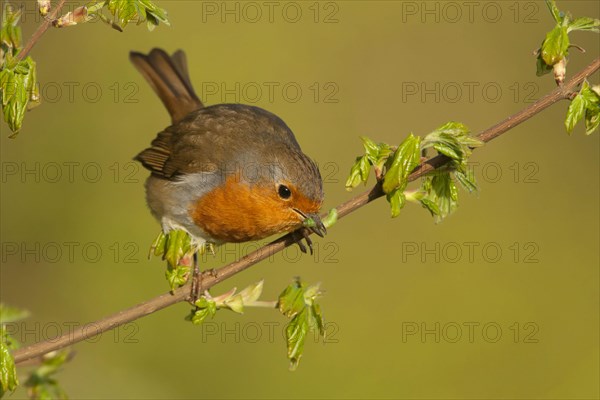 European european robin