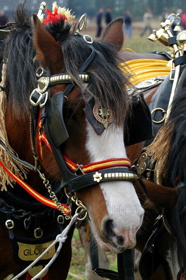 Shire horse