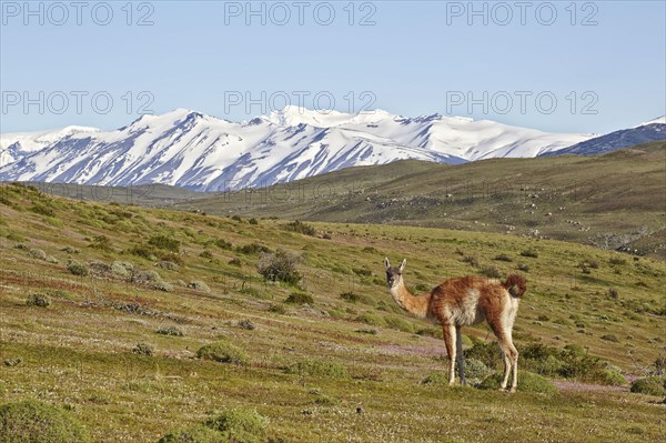 Guanaco