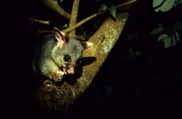 Common common brushtail possum