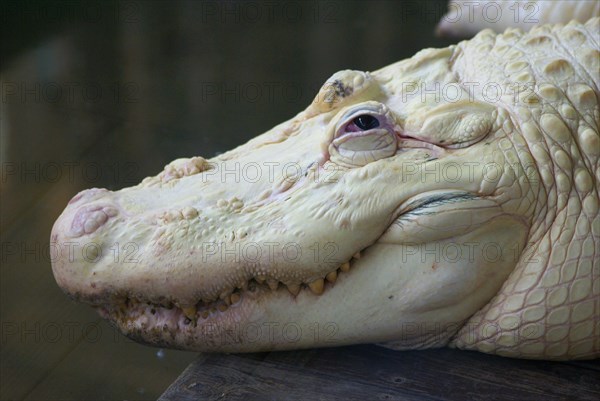 American american alligator