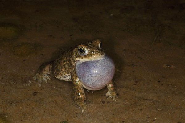 Natterjack toad