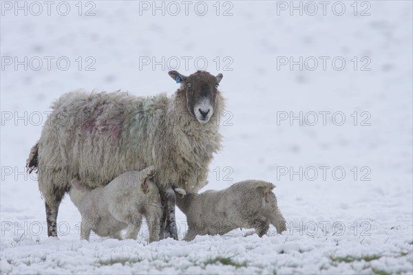 Domestic sheep