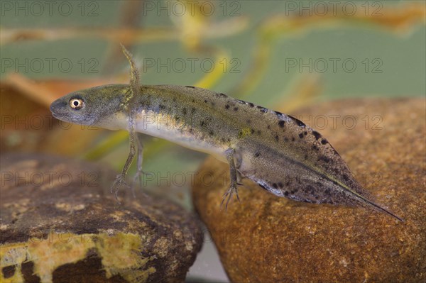 Great Crested Newt