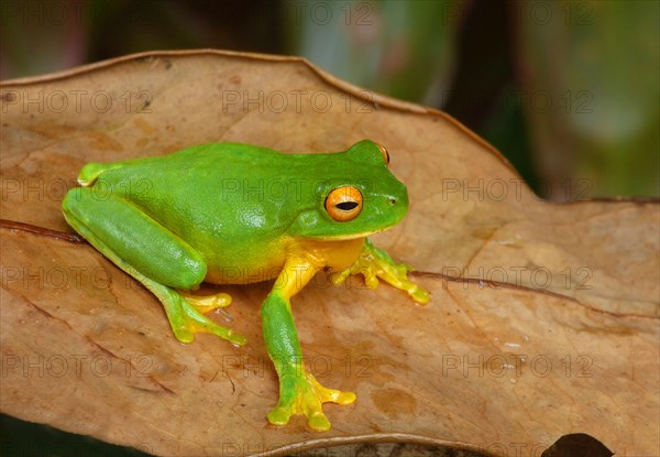 White-lipped tree frog