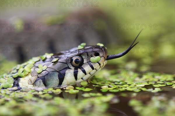 Grass Snake