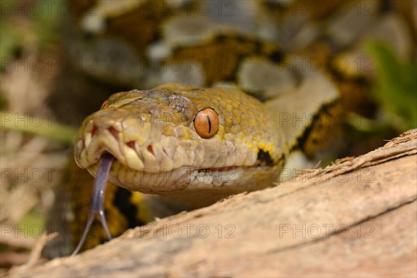 Reticulated Python