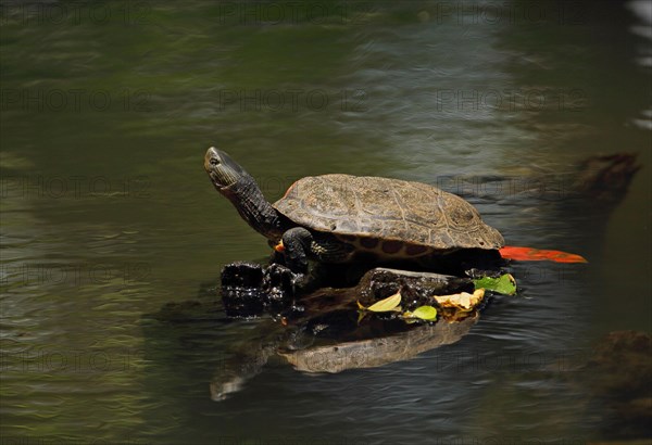 Chinese stripe-necked turtle