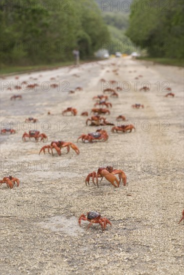 Christmas island red crab