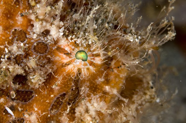 Striated frogfish