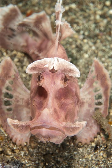 Paddle-flap Scorpionfish