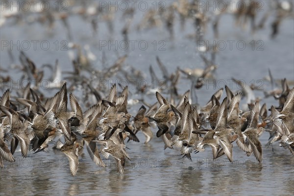 Curlew Sandpiper