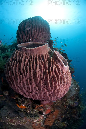 Vase Sponge