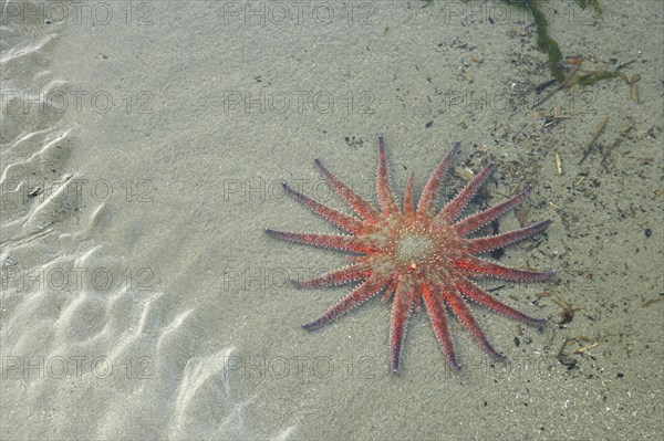 Sunflower Starfish