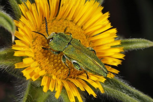 Emerald Ash-borer emerald beetle