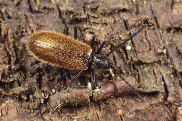 Lagria pubescens