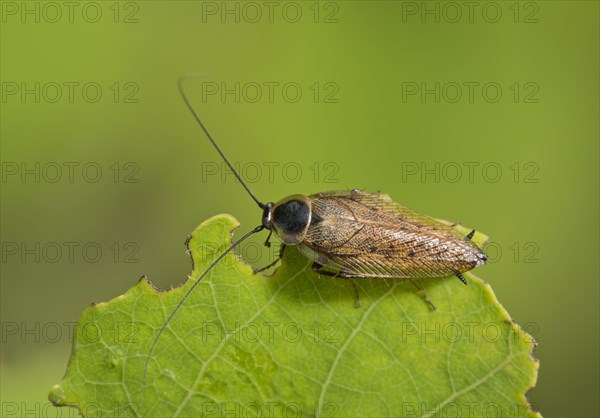 Common cockroach