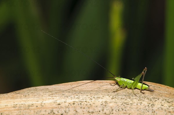 Long-winged conehead