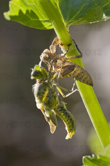 Broad-bodied Chaser adult