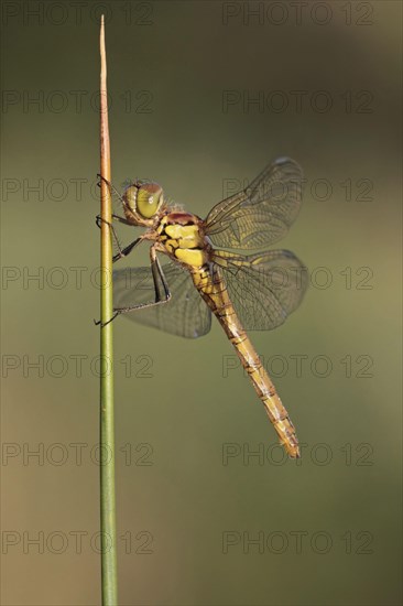 Common Darter