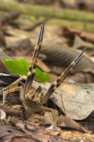 Brazilian Wandering Spider