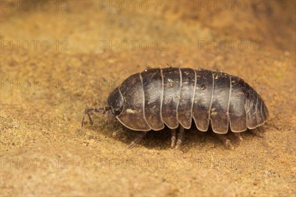 Common Pill Woodlouse