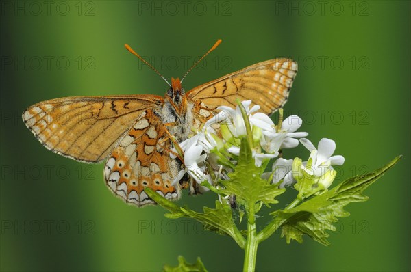 Scabiosa Fritillary