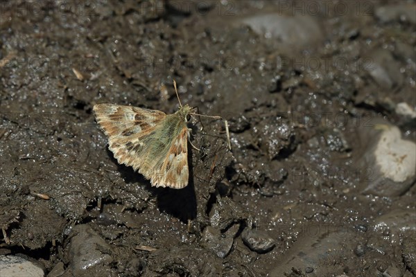 Loreley's Hawker