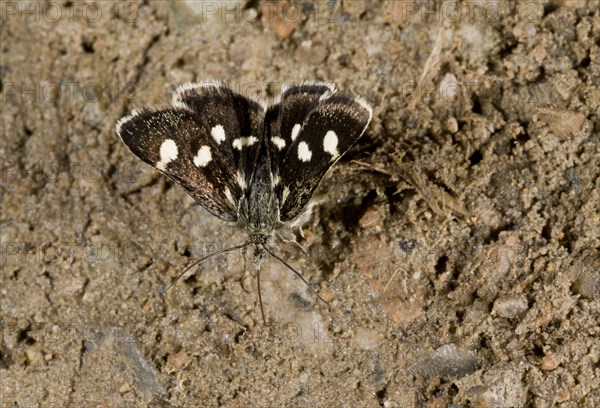 White-spotted Sable Moth