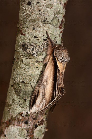 Swallow Prominent