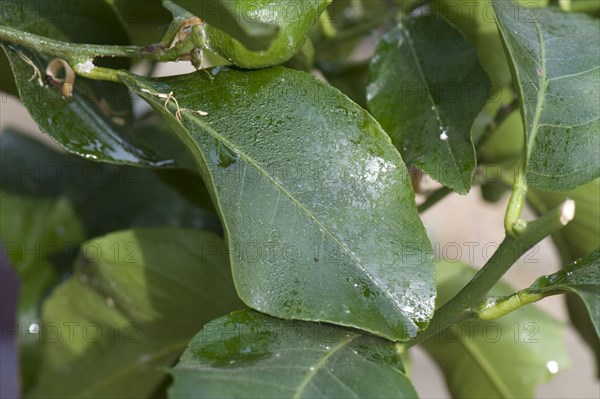 Greenhouse mealybug