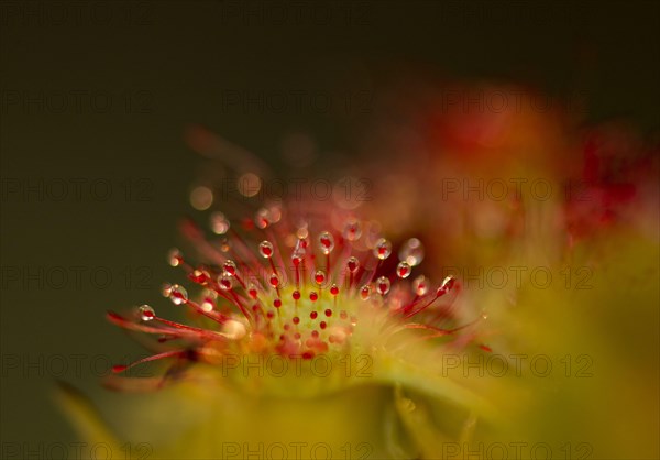 Round-leaved Sundew