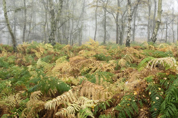 Bracken