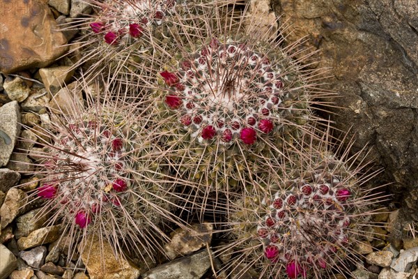 Pincushion cactus