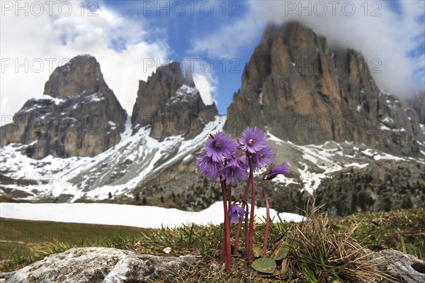 Alpine snowbell