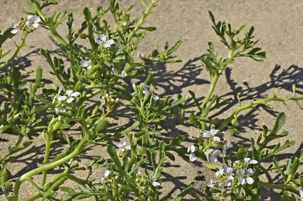 Long-leaved scurvy grass