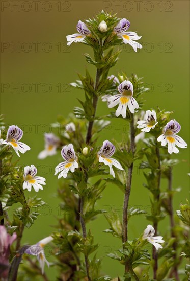 Flowering hain-eyebright