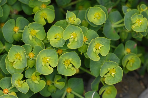 Sea Spurge