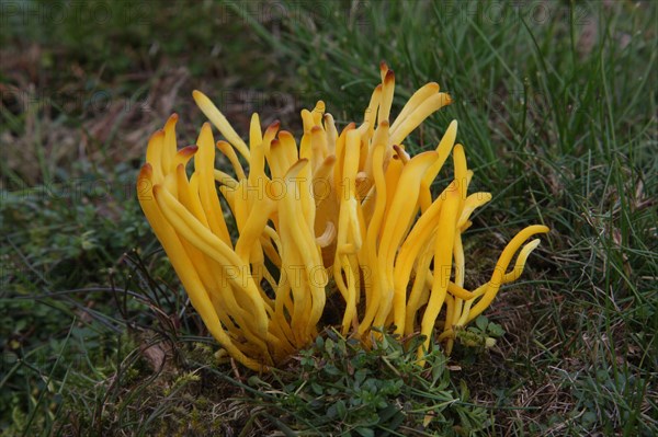 Golden yellow spindle coral