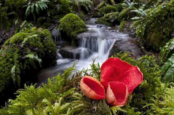 Scarlet elfcup