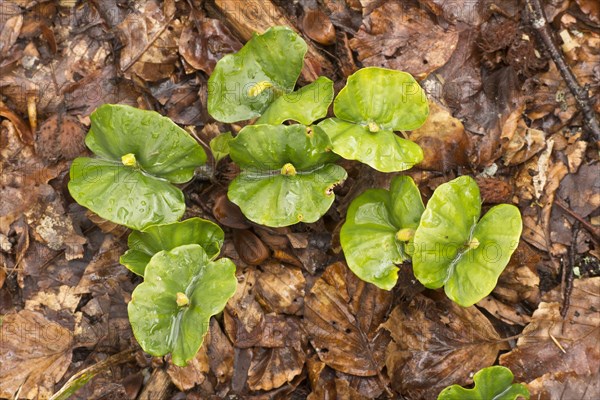 Seedlings of copper beech