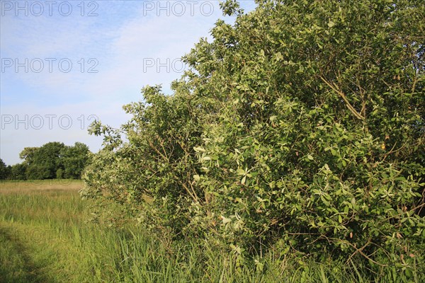 Common Sallow