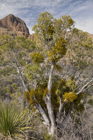 Juniper mistletoe