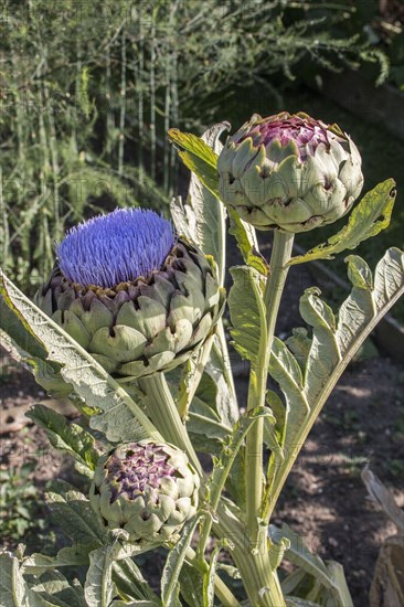 Artichoke