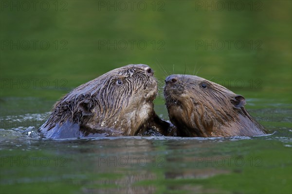 Close-up of two Eurasian beavers