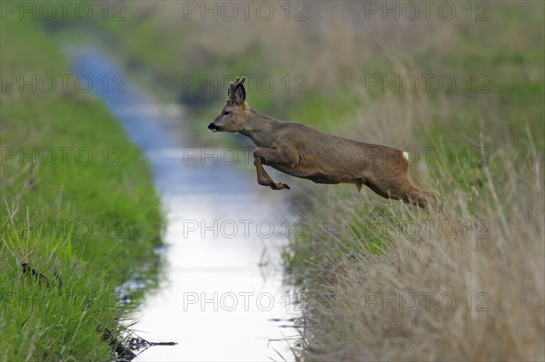 European european roe deer
