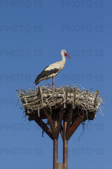 Lone white stork